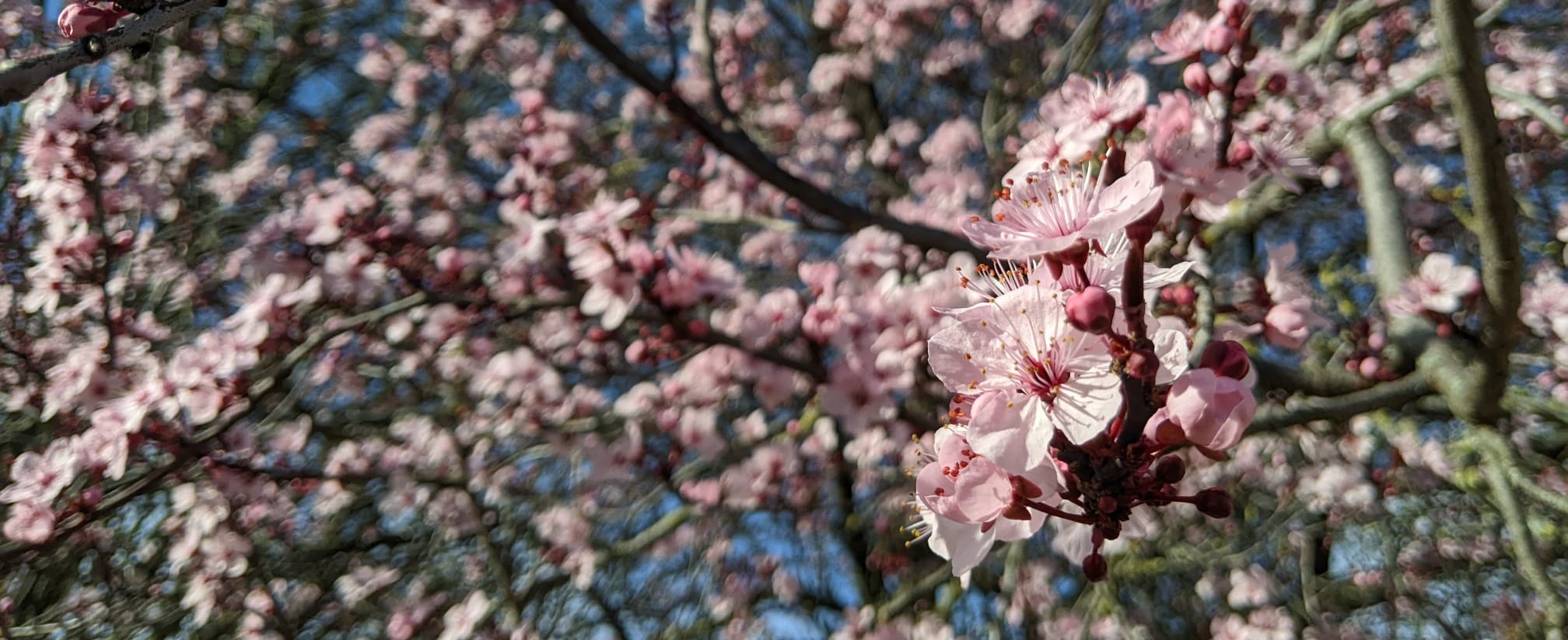 How Are You Cambridge? Chesterton Garden Club